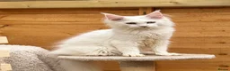 Maine Coon cats for sale: Majestic Maine coon kittens available  - Advert 4
