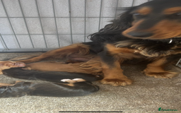 Cocker Spaniel dogs for sale: Cocker spaniel  - Image 9