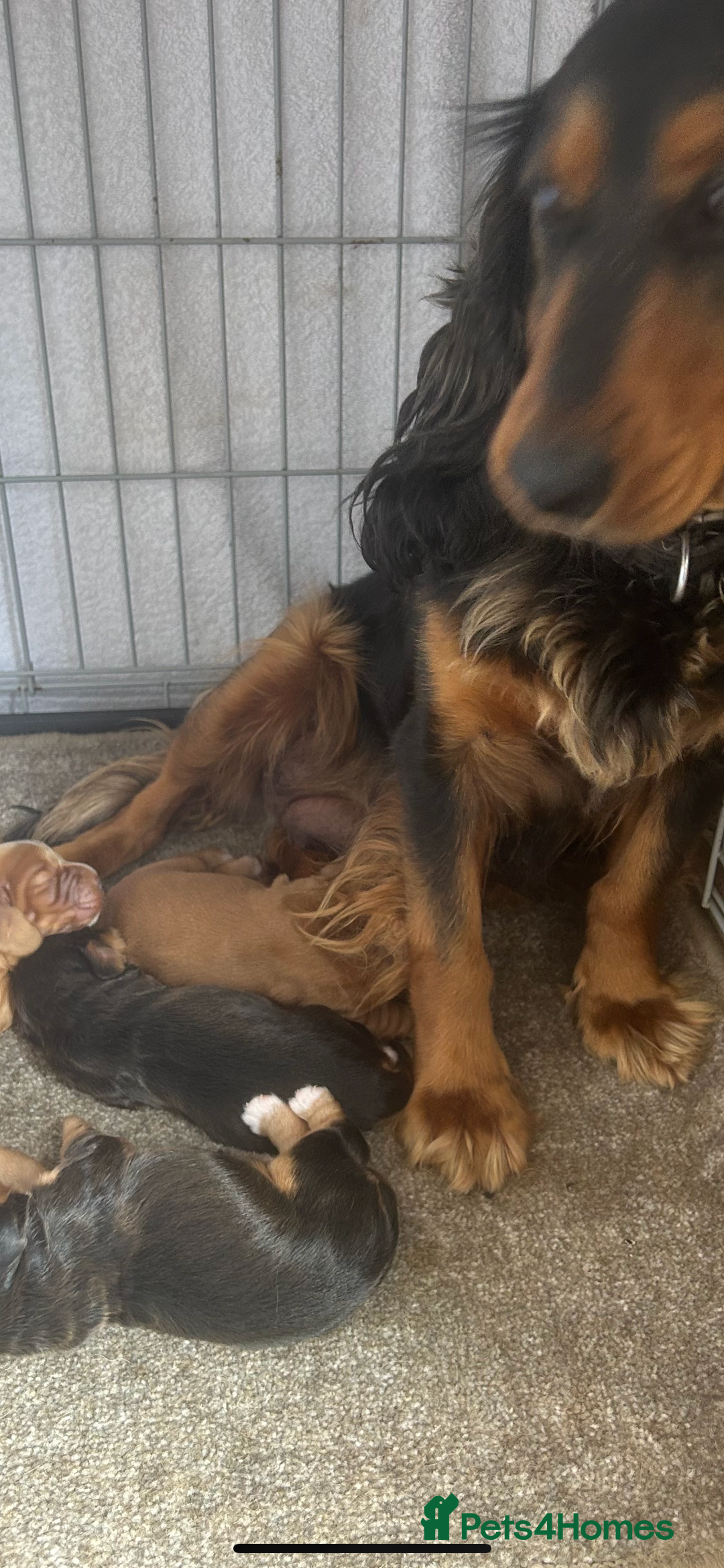 Cocker Spaniel dogs for sale: Cocker spaniel  - Image 9
