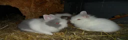 Lionhead rabbits for sale: BEAUTIFUL BABY LIONHEAD RABBITS WITH BLUE EYES - Advert 10