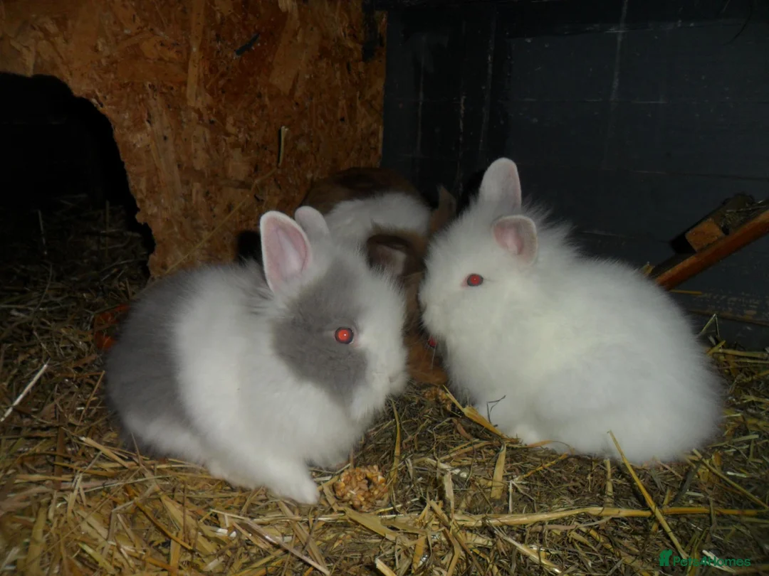 Lionhead rabbits for sale: BEAUTIFUL BABY LIONHEAD RABBITS WITH BLUE EYES - Advert 10