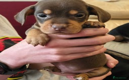 Mixed Breed dogs for sale: One lovely French Bulldog x Dachshund boy  Puppies - Image 4