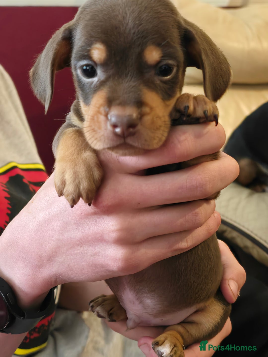 Mixed Breed dogs for sale: One lovely French Bulldog x Dachshund boy  Puppies - Image 4