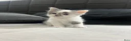 Mixed Breed cats for sale: 4 kittens  - Advert 21