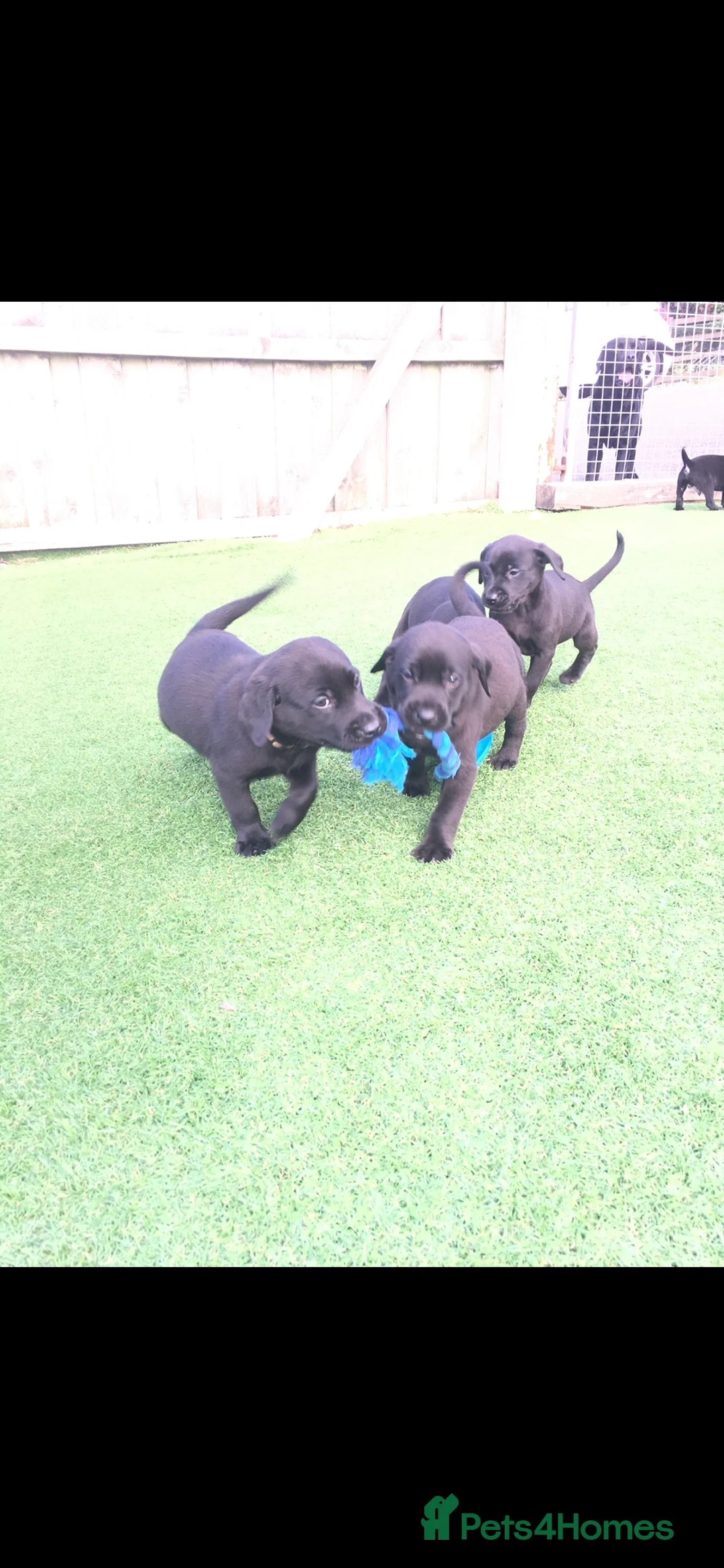 Labrador Retriever dogs for sale:  PEDIGREE FIELD TRIALS, WORKING OR PET PUPPIES  - Advert 1