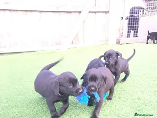Labrador Retriever dogs PEDIGREE FIELD TRIALS, WORKING OR PET PUPPIES - Advert 1