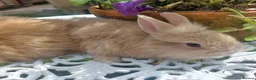 Netherland Dwarf rabbits for sale: NEATHERLAND DWARF x BABIES  - Advert 18
