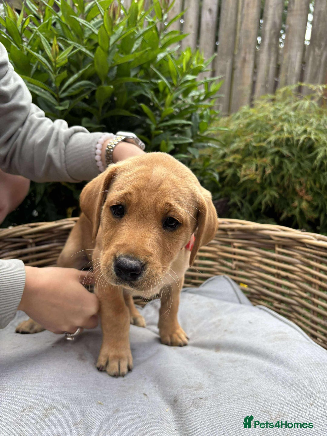 Labrador Retriever dogs for sale: KC registered Labrador pups ready to rehome NOW in Stanley - Image 3