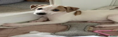 Collie whippet greyhound
