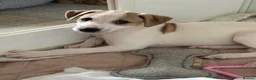 Mixed Breed dogs for sale: Collie whippet greyhound  - Advert 11