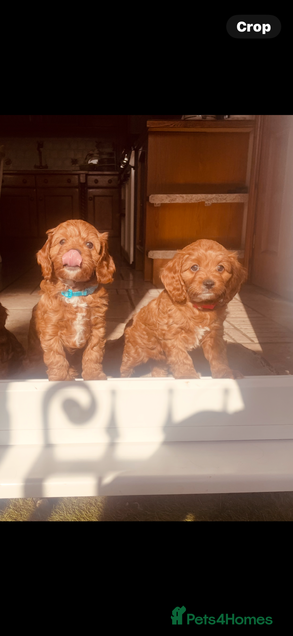 Cavapoo dogs Cavapoooo f1  - Advert 1