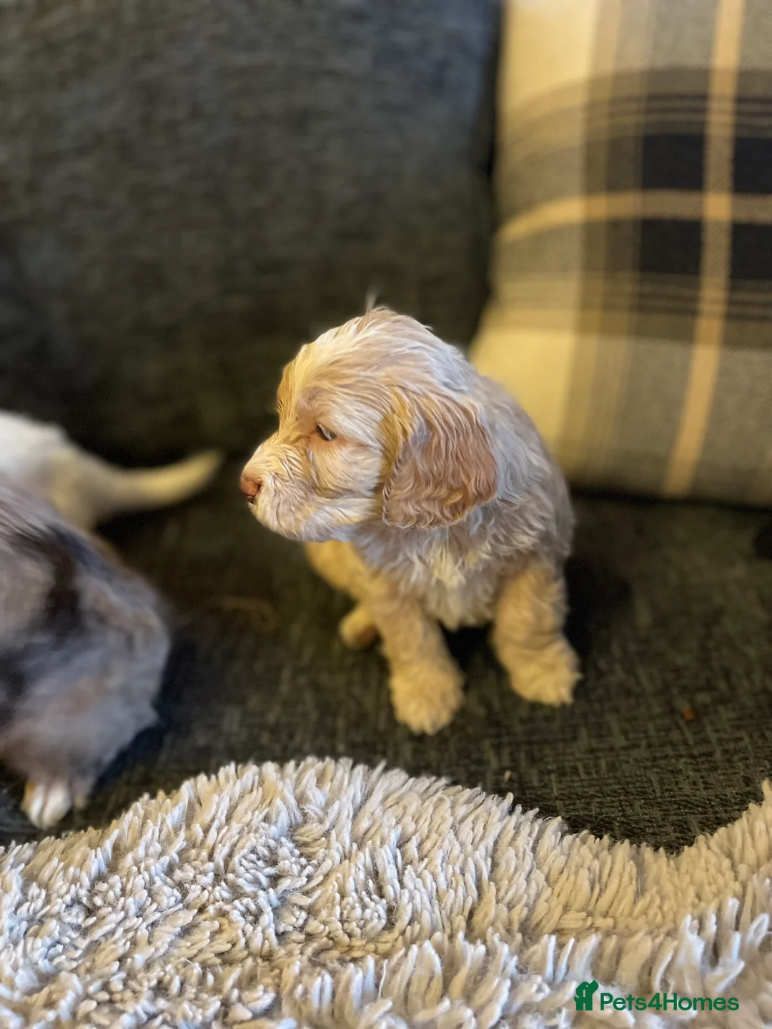 Cockapoo dogs for sale: f1 stunning toy cockerpoo  - Advert 15