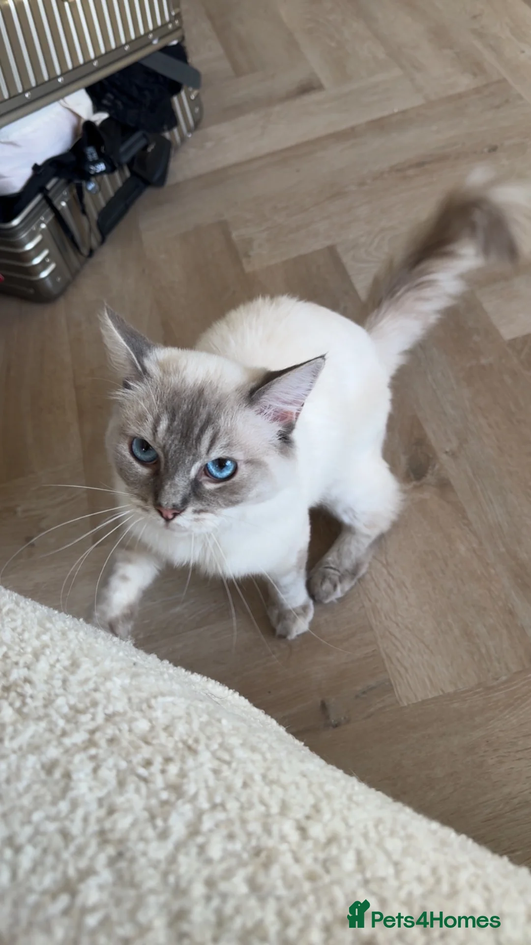 Ragdoll cats for sale: Ragdoll in London - Advert 4