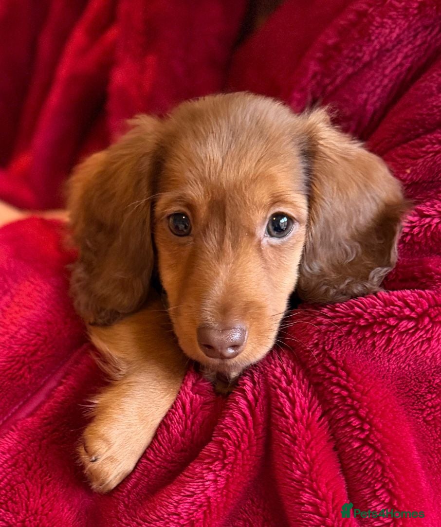 Miniature Dachshund dogs LONG HAIRED SHADED CREAM MINI KC REG PRA CLR - Advert 5