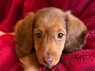 Miniature Dachshund dogs LONG HAIRED SHADED CREAM MINI KC REG PRA CLR - Advert 5