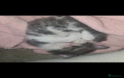 Devon Rex cats for sale: Stunning half devon rex kittens  - Image 10