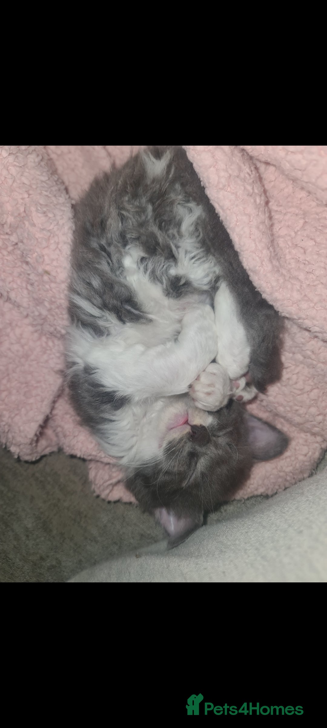 Devon Rex cats for sale: Stunning half devon rex kittens  - Image 10
