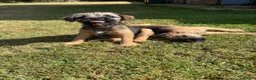 Border Terrier dogs for sale: KC Border Terriers  in Doncaster - Advert 11
