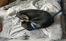 Mixed Breed dogs for adoption: Joey - Norwich Norfolk  - Image 3