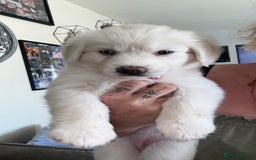 Mixed Breed dogs for sale: Pomsky Cross Lab Puppies  - Image 1