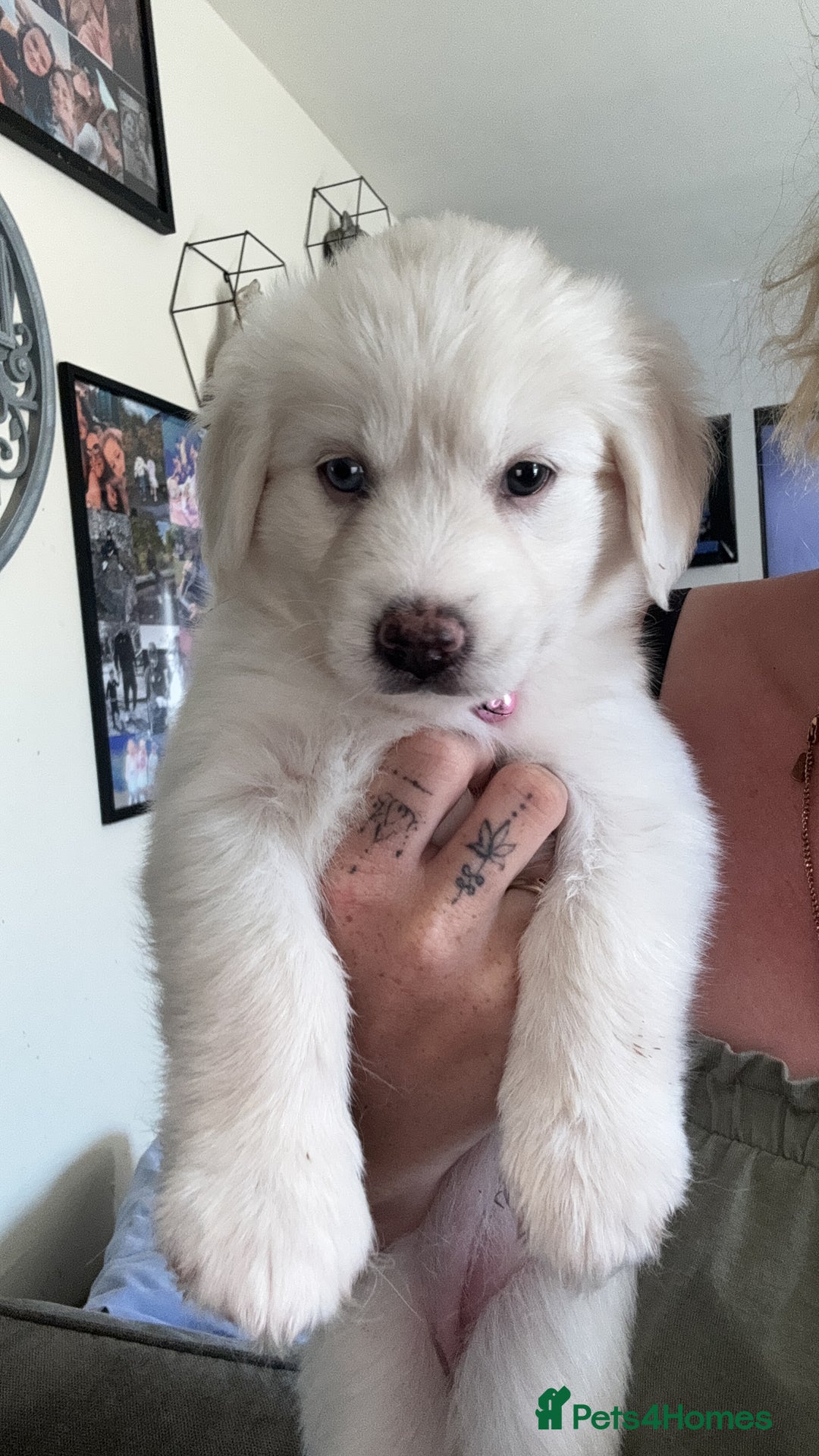 Mixed Breed dogs for sale: Pomsky Cross Lab Puppies  - Image 1