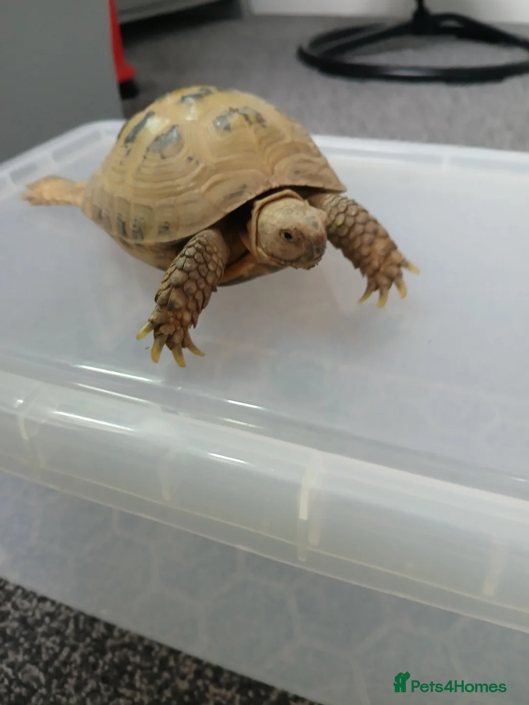 Tortoise reptiles for sale: Horsefield tortoise and set up  - Advert 1