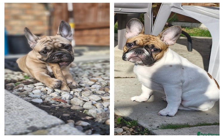 French Bulldog dogs - Advert 1