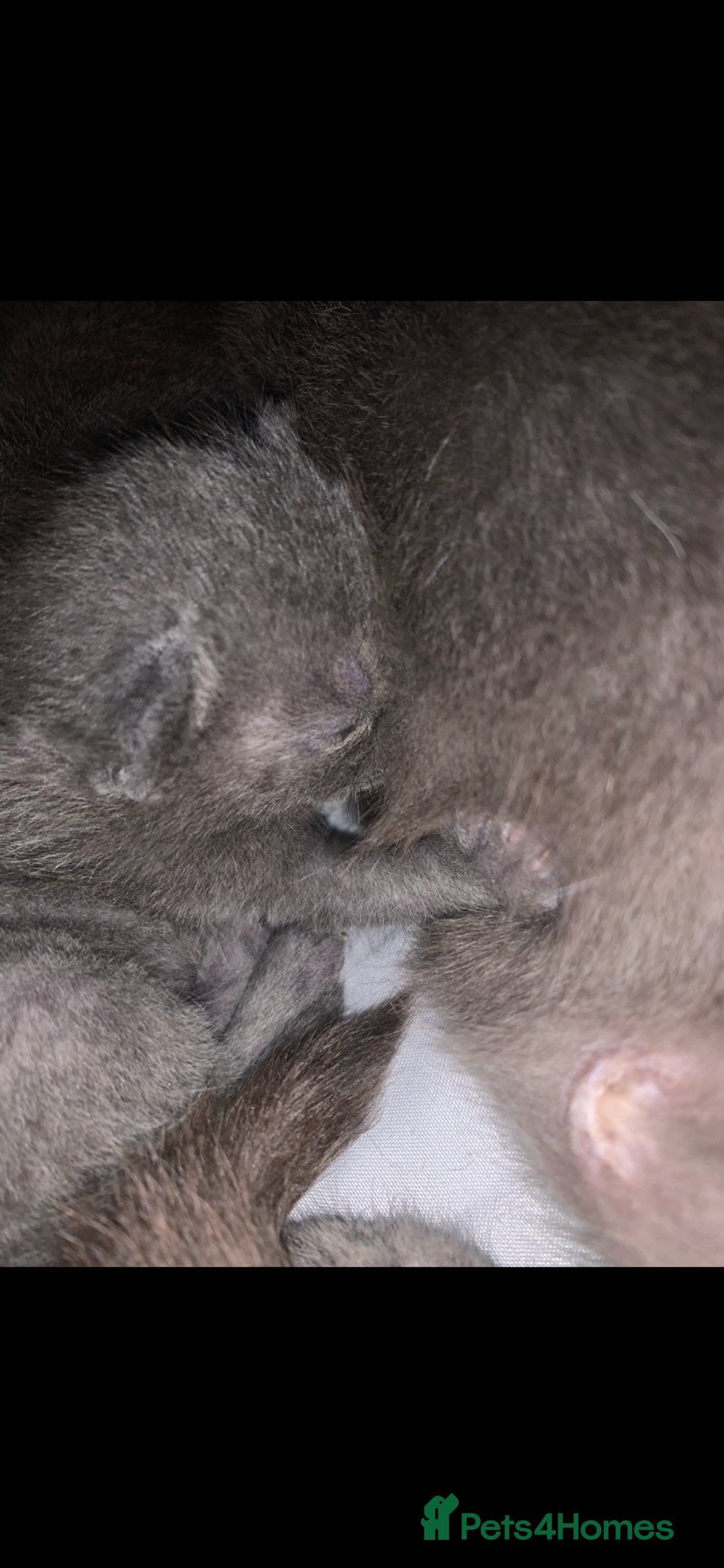 Russian Blue cats for sale: Russian blue beauty  - Image 4