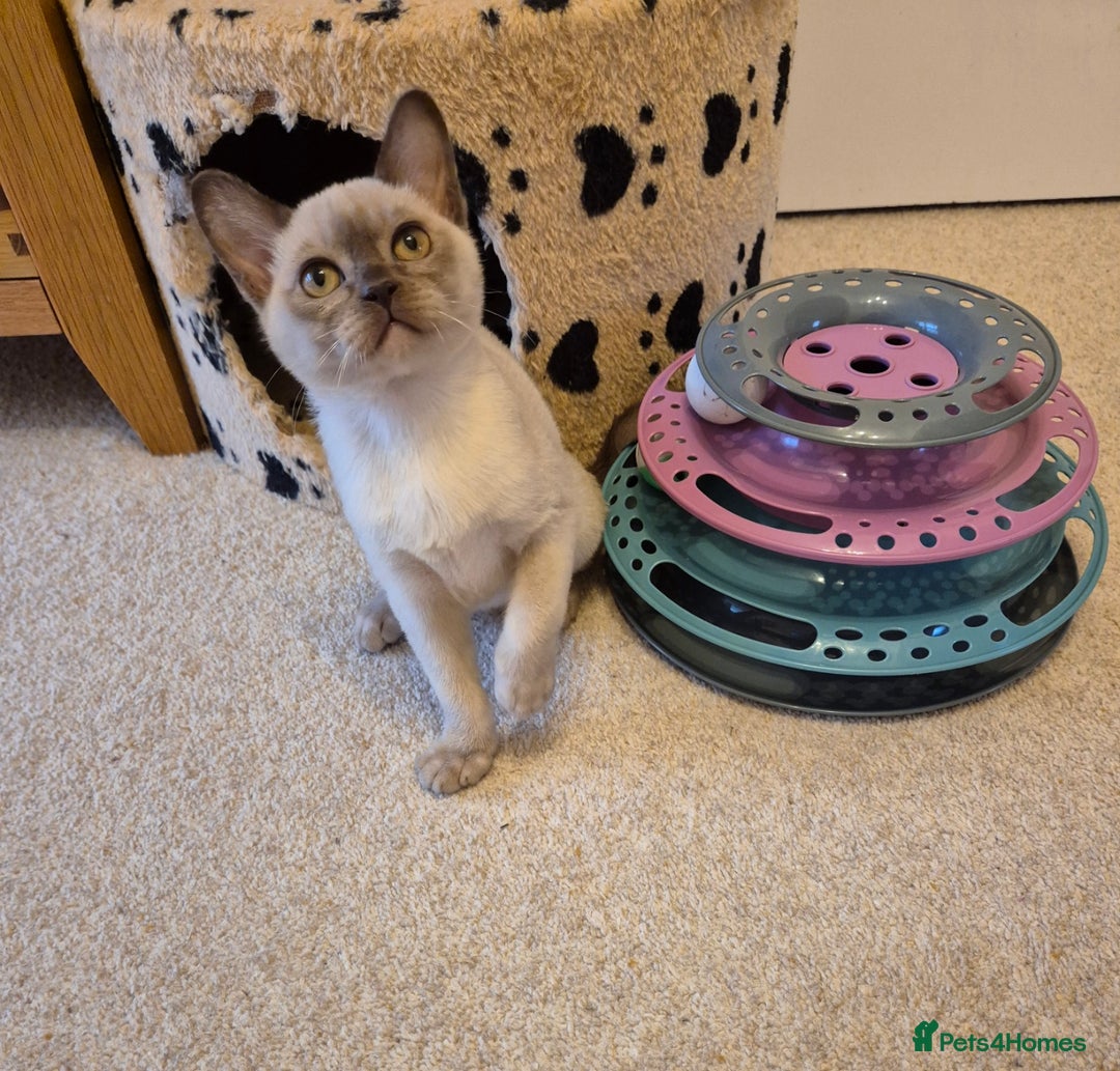 Burmese cats for sale: Beautiful Chocolate Female Burmese Kitten - Advert 1