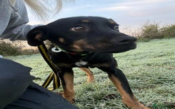 Mixed Breed dogs for adoption: Helen - Norwich Norfolk  - Advert 1