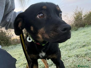 Mixed Breed dogs Helen - Norwich Norfolk - Advert 7