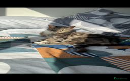 Mixed Breed cats for sale: Polly and Bonnie  - Advert 4