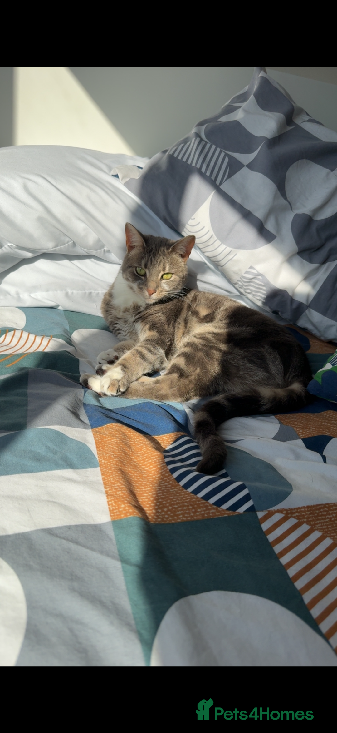 Mixed Breed cats for sale: Polly and Bonnie  - Advert 4