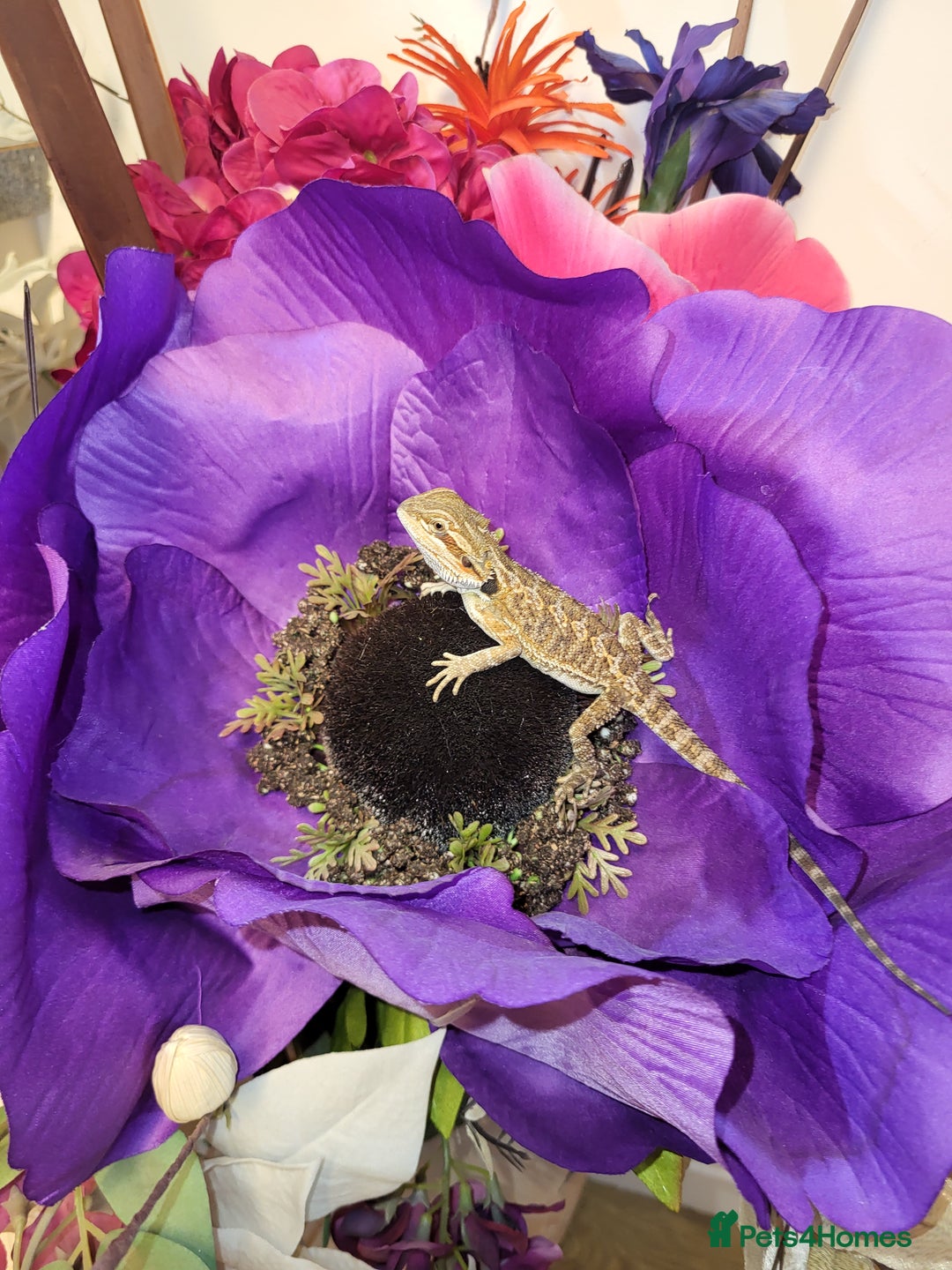 Bearded Dragon reptiles for sale: Friendly bearded dragons  - Advert 4