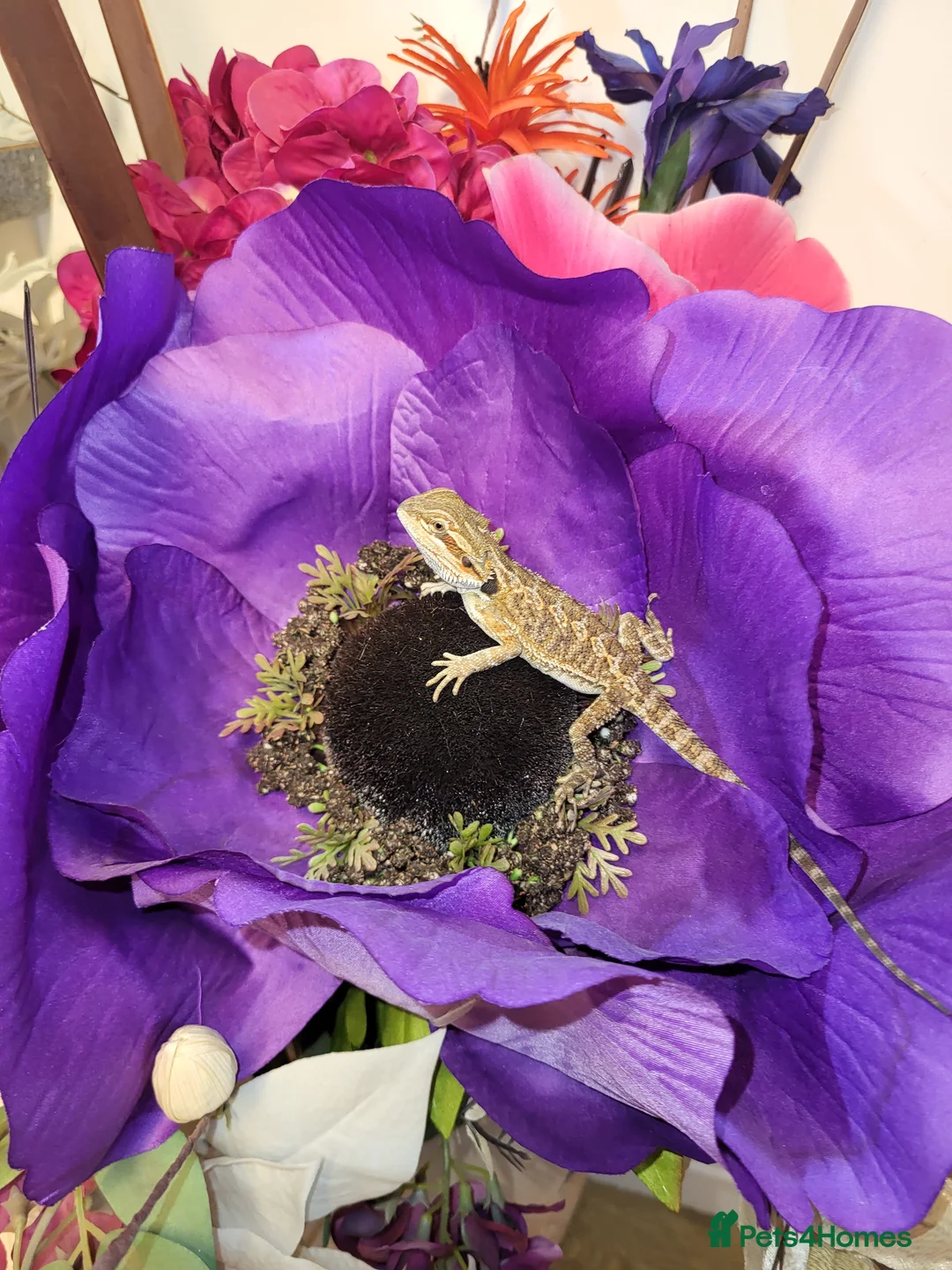 Bearded Dragon reptiles for sale: Friendly baby bearded dragons  - Advert 4