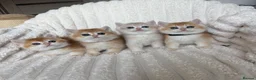 British Shorthair cats for sale: 🧡Exceptional golden British shorthairs 🧡 - Advert 4