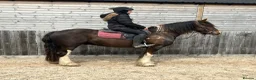 Irish Cob horses for sale: 15hh safe cob - Advert 2
