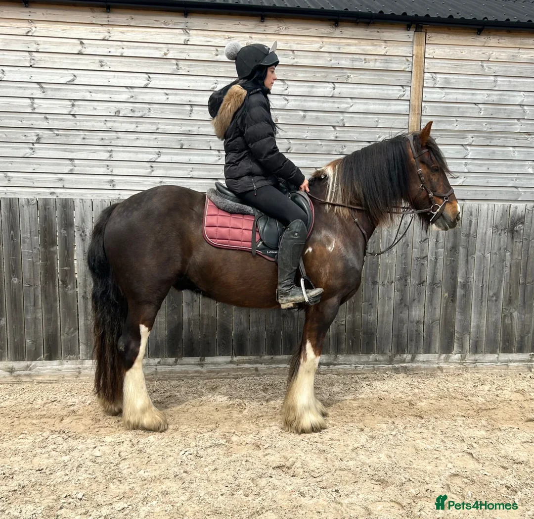 Irish Cob horses for sale: 15hh safe cob - Advert 2