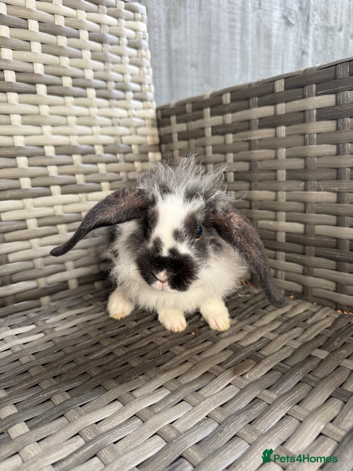 Mini Lop rabbits 3 adorable mini lops for sale  - Advert 1