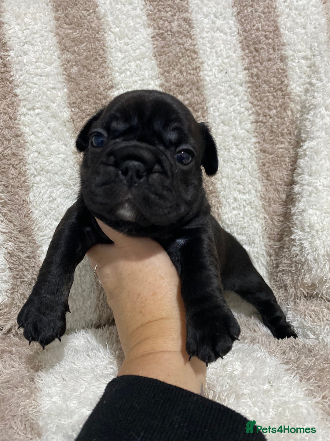 French Bulldog dogs for sale: BEAUTIFUL CHUNKY FRENCHIE PUPS - Advert 5