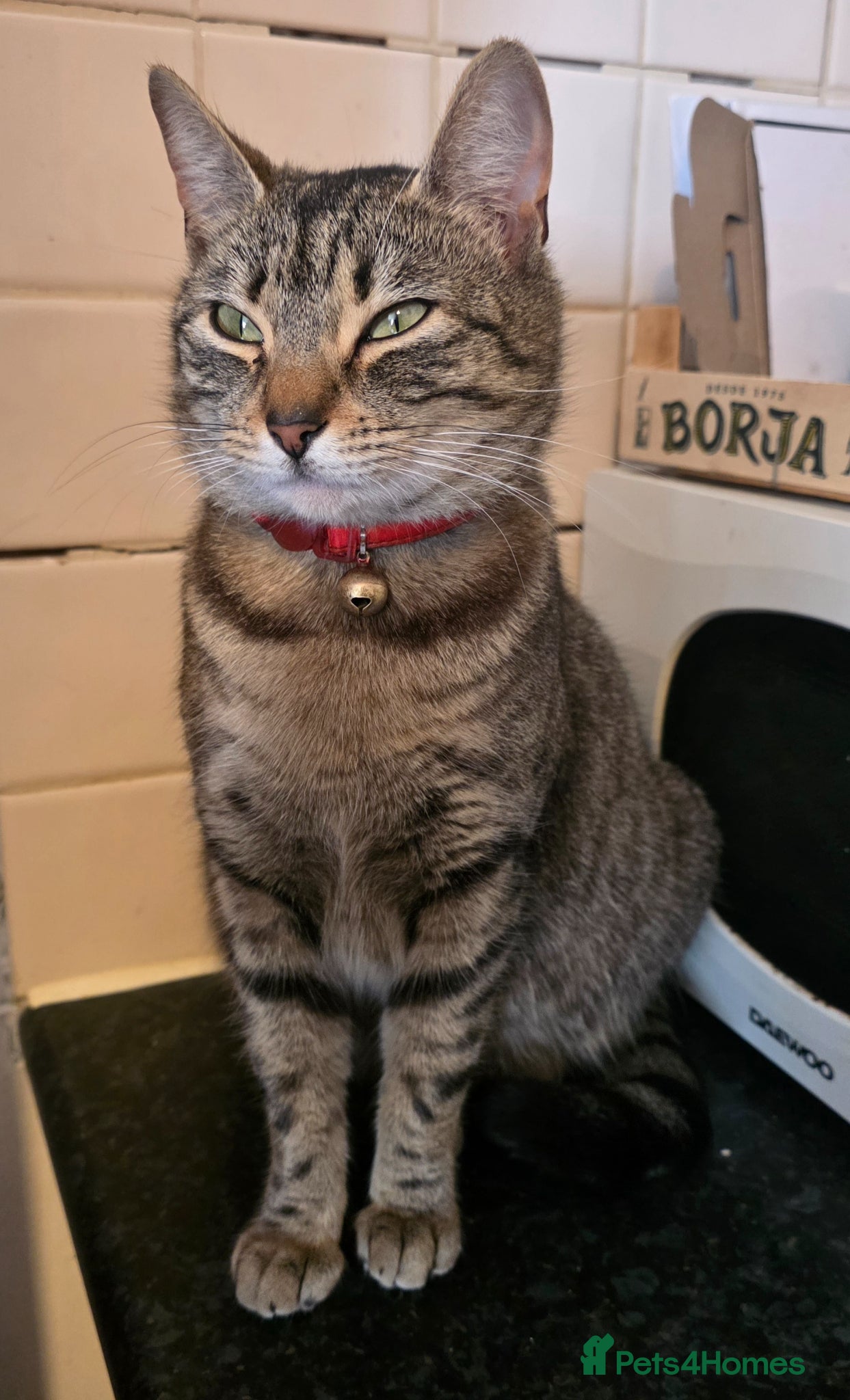 Mixed Breed cats for sale: Kitty  - Advert 2