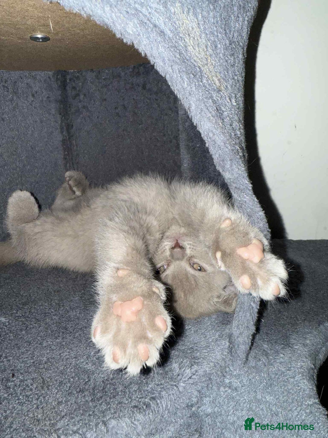 British Shorthair cats for sale: Wonderful, fluffy kittens - Advert 20