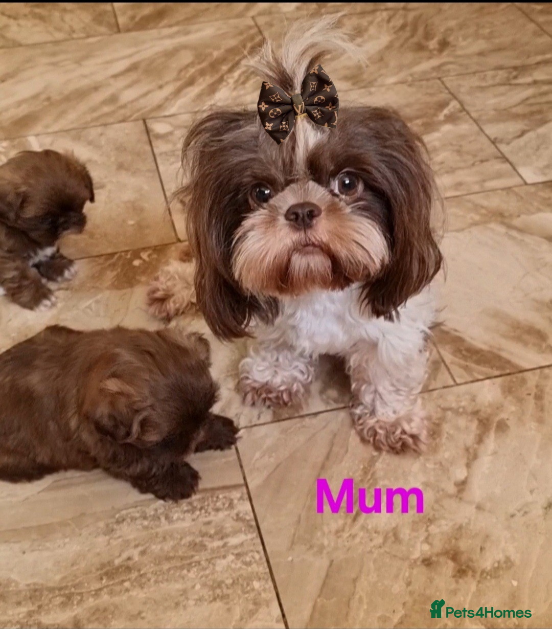 Shih Tzu dogs for sale: 4 Gorgeous Imperial Shih Tzu Boys - Advert 5