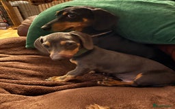 Miniature Dachshund dogs for sale: Blue and tan Miniature Smooth Dachshund  - Image 4
