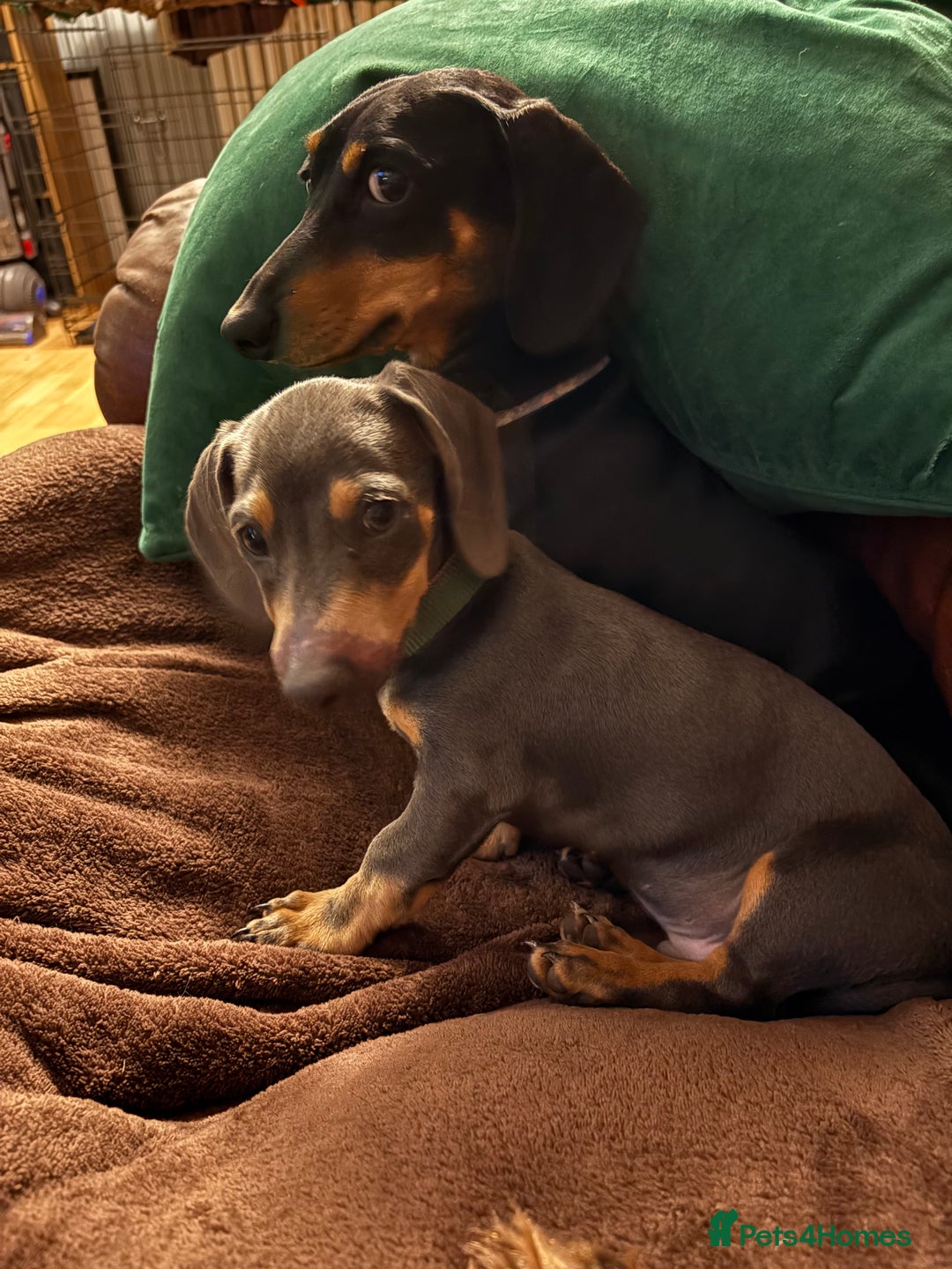 Miniature Dachshund dogs for sale: Blue and tan Miniature Smooth Dachshund  - Image 4