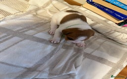 Mixed Breed dogs for sale: Staffie cross American bulldog chunky puppy’s  - Image 9