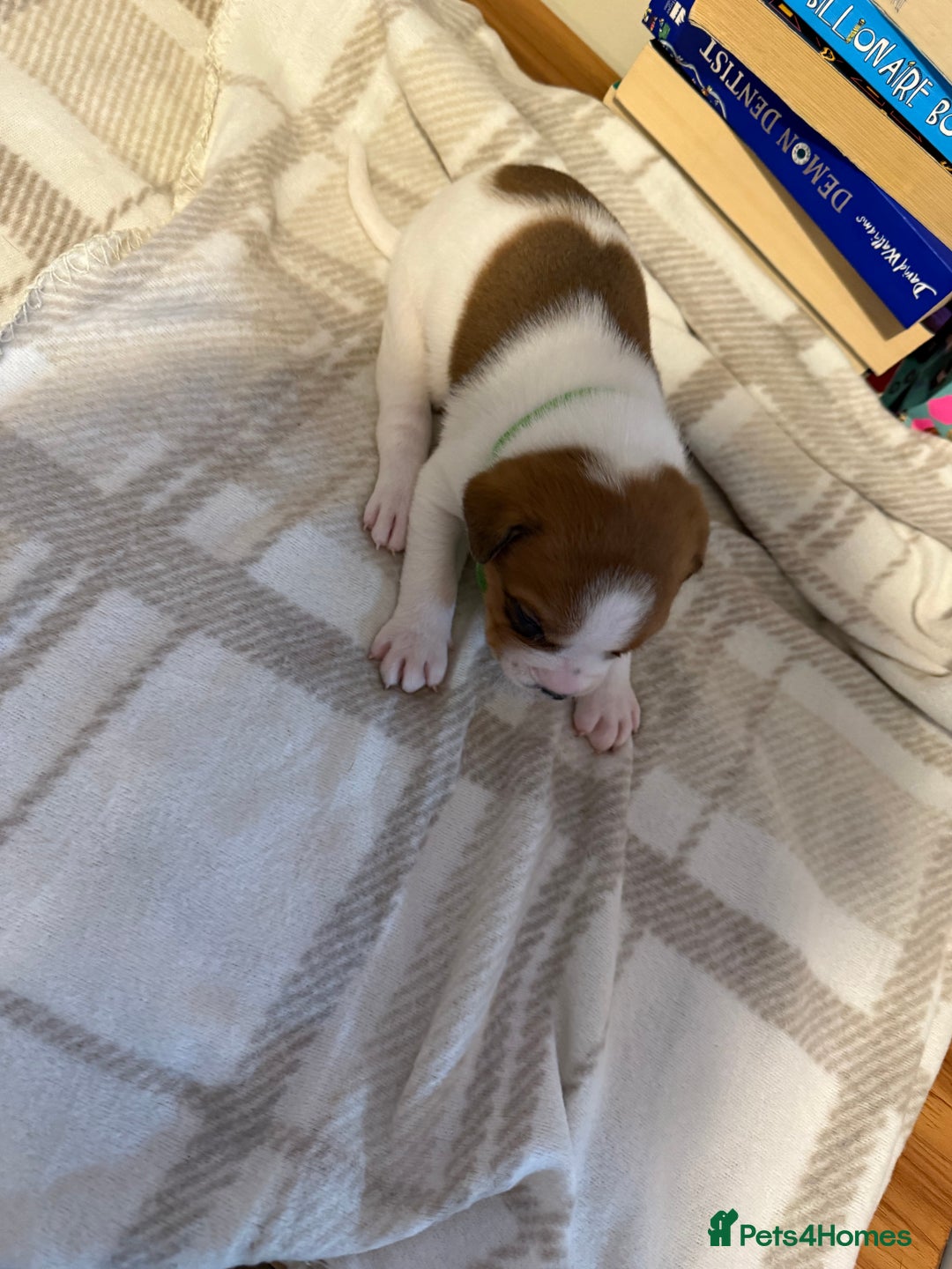 Mixed Breed dogs for sale: Staffie cross American bulldog chunky puppy’s  - Image 9