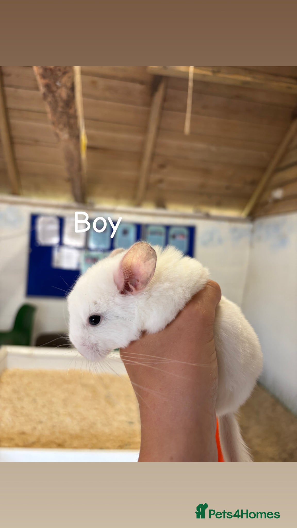 Chinchilla rodents for sale: 3 Gorgeous Tame Baby Chinchillas in Sandy - Advert 8