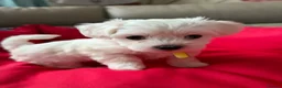 Maltese dogs for sale: KC registered Maltese boy  - Advert 9