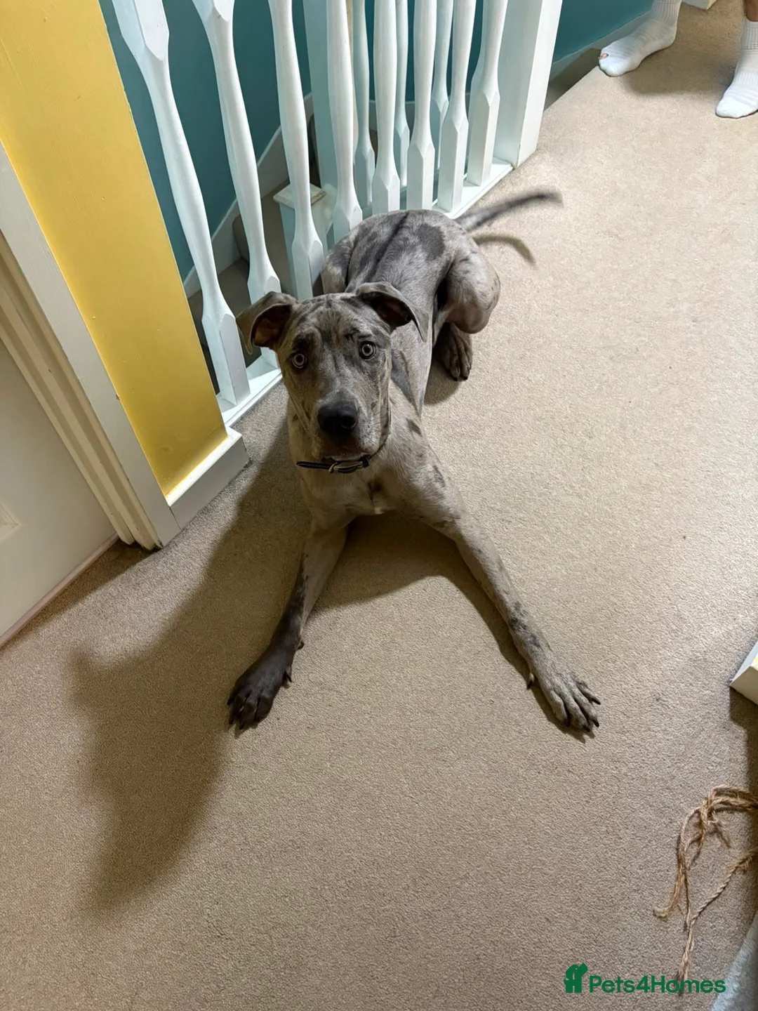 Mixed Breed dogs for sale: Cane Corso x Rhodesian Ridgeback - Advert 2